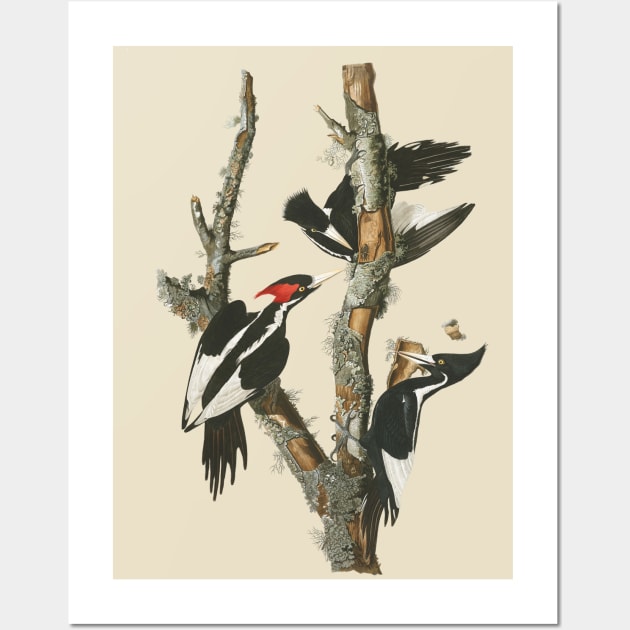 Audubons Ivory-billed Woodpecker Wall Art by Dystopianpalace